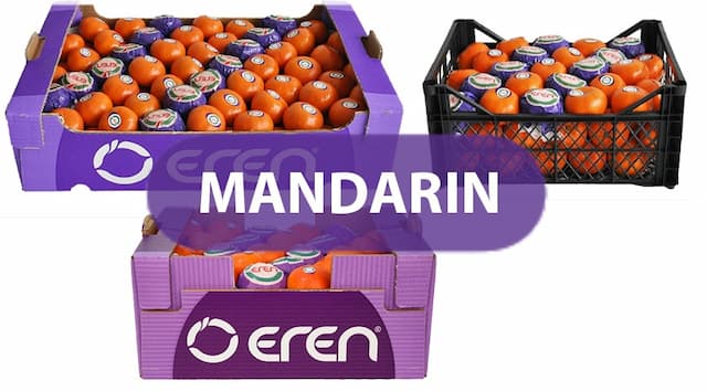 A representation of our fresh mandarines product group packed inside our companies boxes ready for export